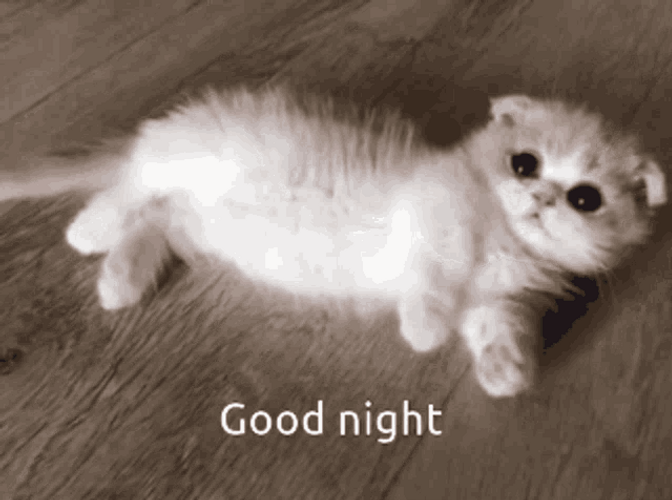 Good Night Funny Cat Roll Over GIF