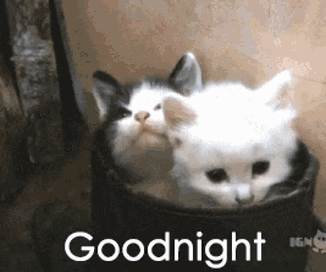 Good Night Funny Kitten Stuck GIF
