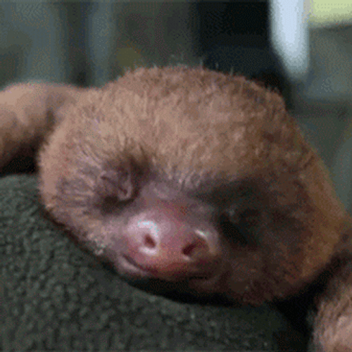 Good Night Funny Sloth Bleh GIF