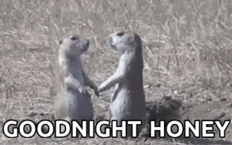 Good Night Funny Squirrel Kiss GIF