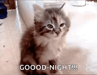 Good Night Kitten
