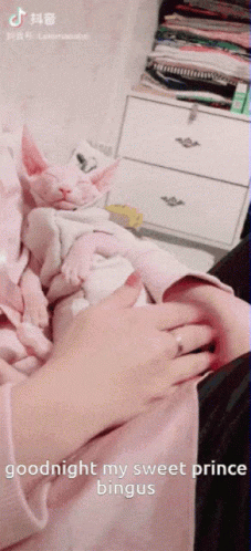 Good Night Prince Bingus Sphynx Cat GIF