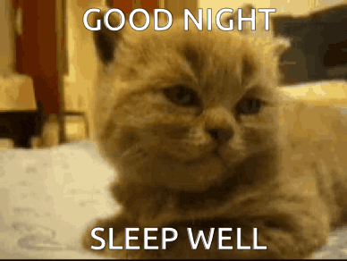 Good Night Sleep Well Cat Gif GIF