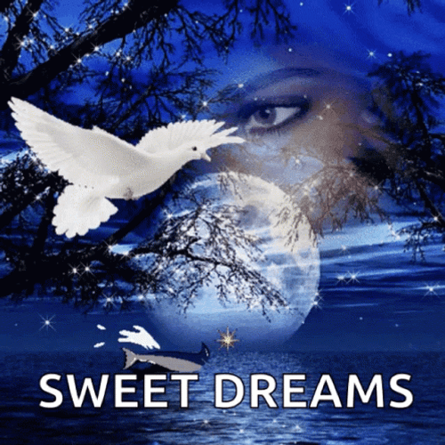 Good Night Sweet Dreams White Bird GIF