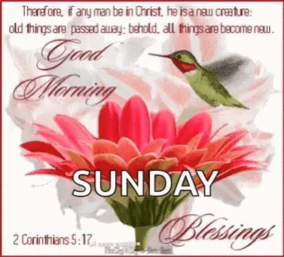 Good Sunday Morning Daisy And Hummingbird GIF 