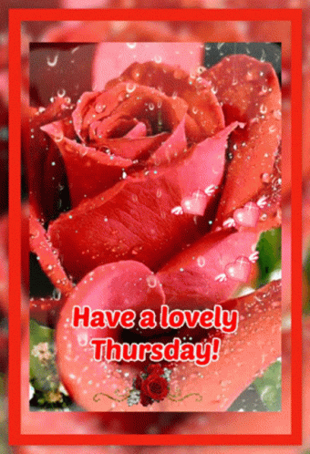 Good Thursday Morning Red Roses GIF