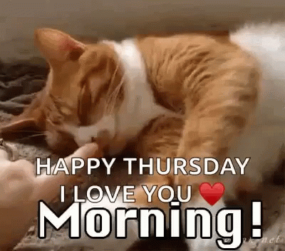 Good Thursday Morning Sleepy Cat GIF