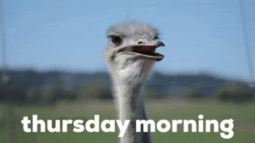 Good Thursday Morning Ostrich GIF