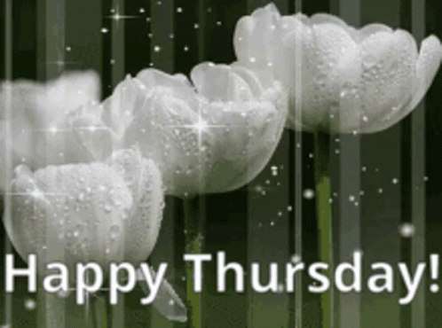 Good Thursday Morning Roses Rain GIF
