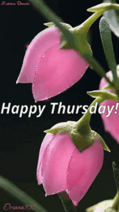 Good Thursday Morning Pink Rose  GIF