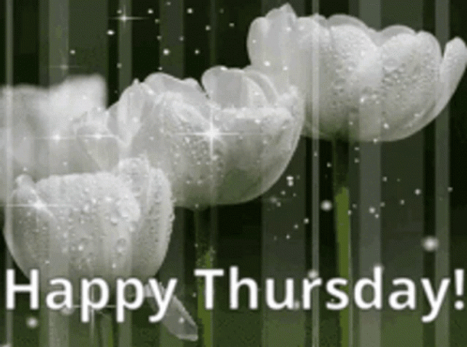 Good Thursday Morning Roses Rain GIF