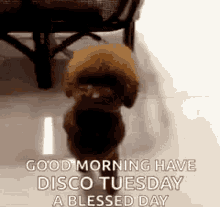 Good Tuesday Morning Cute Dog Disco Dance GIF