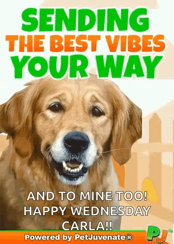 Good Vibes Only To You Fun Dog Cute Gif A Omg Love Love Fur Baby Dog My Baby Talk Dog Mom Gif GIF
