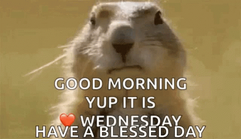 Good Wednesday Morning Squirrel Blowing Bubble Gum GIF