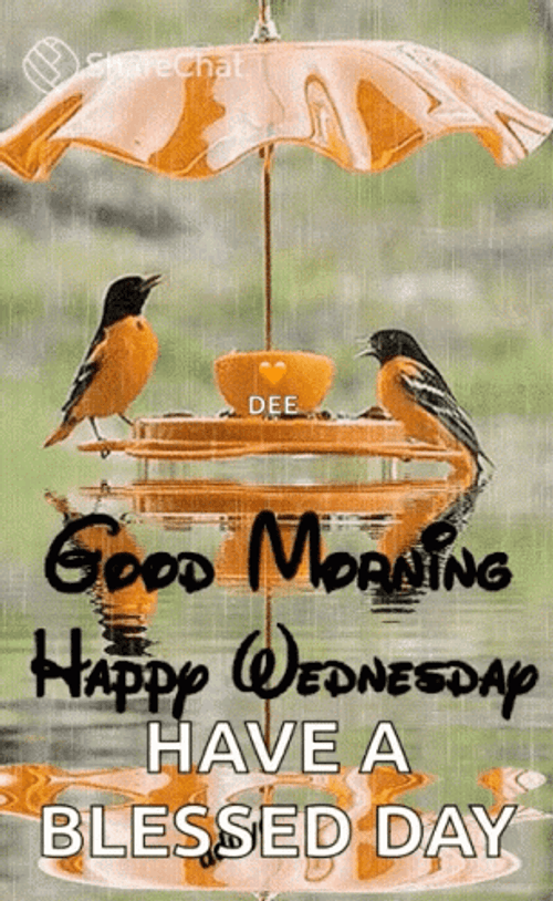 Good Wednesday Morning Love Birds GIF