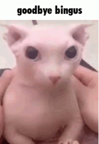 Goodbye Bingus Gone Sphynx Cat GIF