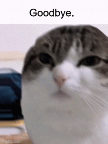 Goodbye Meme Angry Cute Cat GIF