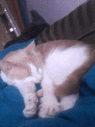Goodnight Cat All Curled Up GIF