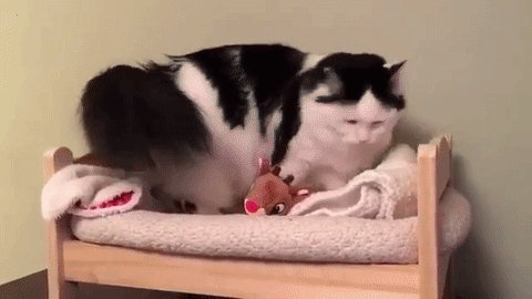 Goodnight Cat On Her Little Bed GIF