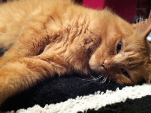 Goodnight Cat Rapid Breathing GIF