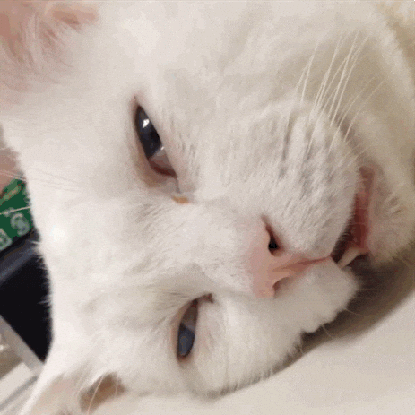 Goodnight Cat Sleepy Eyes GIF