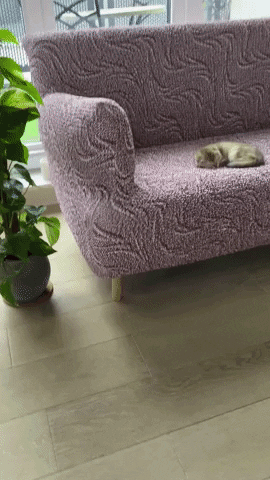 Goodnight Cat Solo Sleeping On Sofa GIF