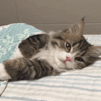 Goodnight Cat Tucking Under Bed GIF