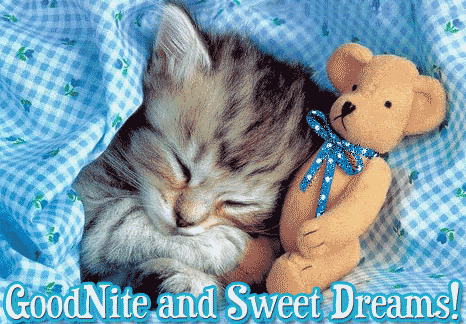Goodnight Cat With Teddy Bear Sweet Dreams GIF