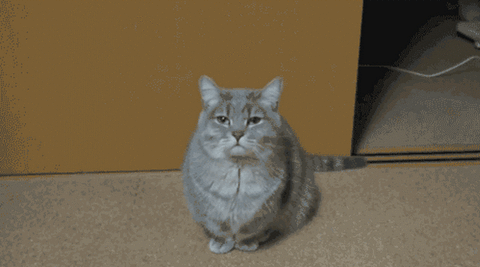 Goodnight Cat Yawning GIF