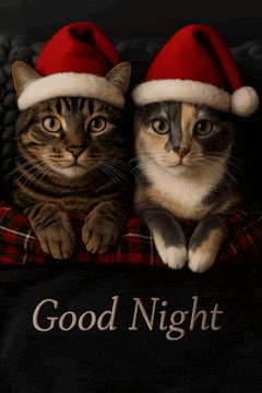 Goodnight Christmas Cats Mo Goodnight Cats Xmas Gif GIF