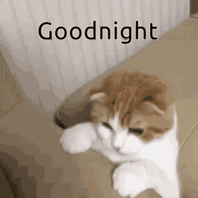 Goodnight Kitty Gif GIF