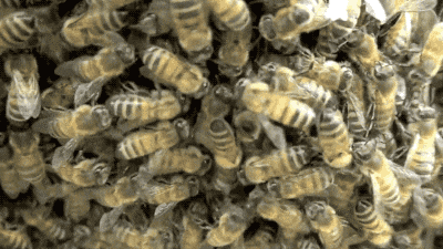 Goofy Ahh Bee Looking For Entrance GIF