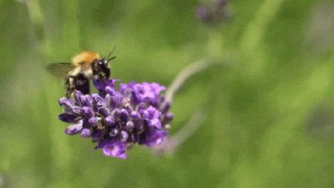 Goofy Ahh Bee Taking Lavender Pollen GIF
