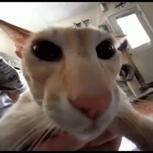Goofy Ahh Griddy Adam Driver Cat GIF
