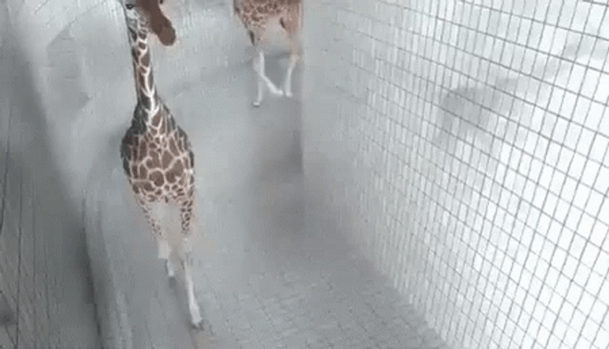 Goofy Ahh Griddy Giraffe GIF