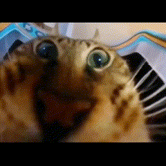 Goofy Cat Yummers GIF