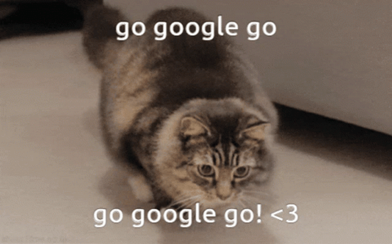 Google Moment Cute Cat Wiggle GIF