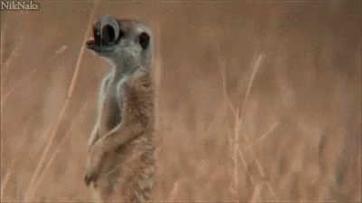 Meerkat Googly Eyes On Savanna GIF