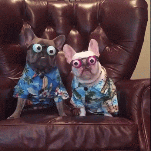 Two Puppies Googly Eyes GIF
