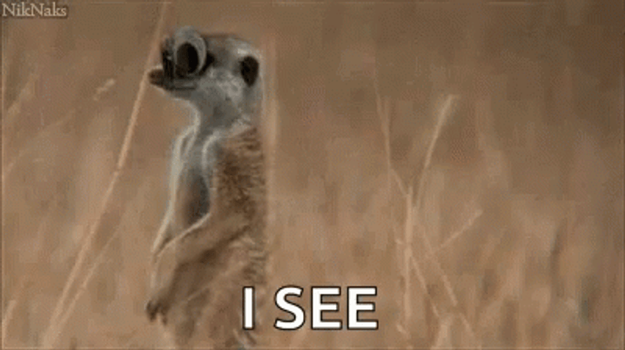 Googly Eyes Meerkat I See GIF