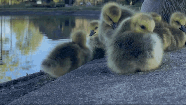Goose Duckling Roll GIF