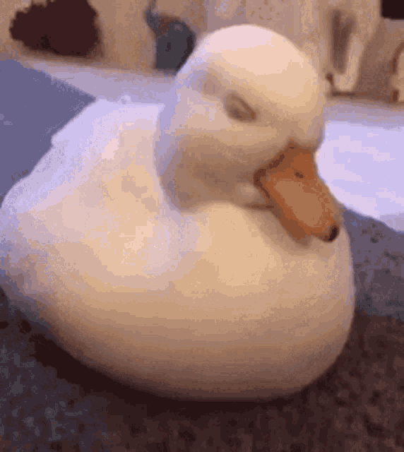 Goose Falls Asleep Wake Up Sleepy GIF
