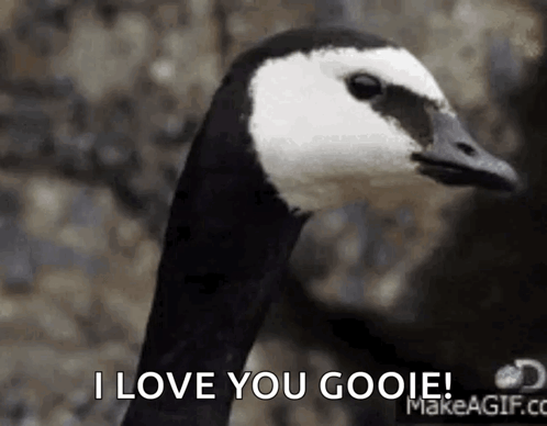 Goose Saying I Love You Gooie