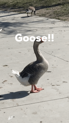 Goose Standing on Sidewalk Saying Goose