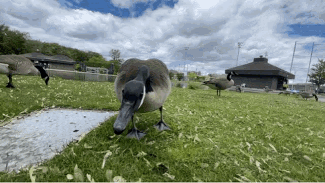 Goose Tongue Show Wow GIF