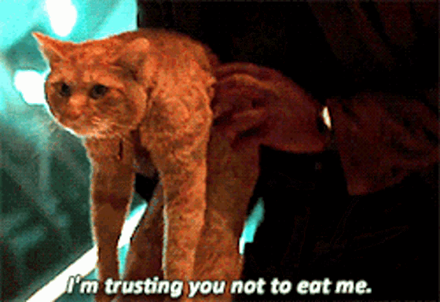 Goose Trusting Gif GIF