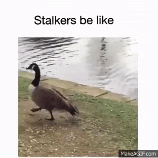 Goose Walking Near Lake GIF