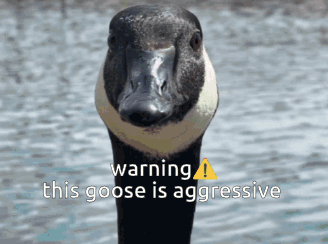 Goose Warning This Goose Is Aggressive