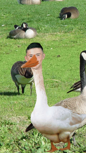 Goose With Man Face On Its Head