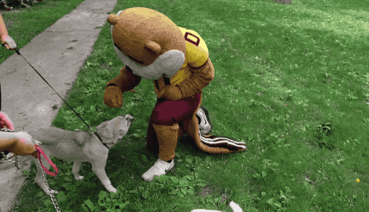 Gophers Being Friends With The Dogs GIF